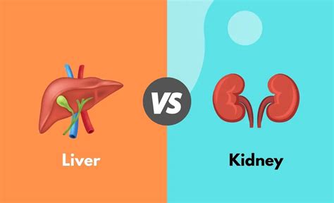 liver vs kidney